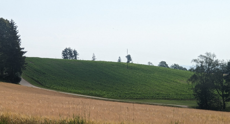 Trichogramma Saison 2024